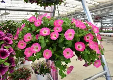 Beekenkamp went into petunias and introduced their Petunia Tea series at the CAST last year. And they seem to do a good job. At the Pen State Trials, they sent in their 10 ten varieties and their variety Rose Morn was awarded the best variety among all varieties that were sent in (150 in total). More on Rose Morn and the Tea Petunia series of Beekenkamp later on FloralDaily.